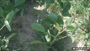 Soybean plant growing in radioactive soil.