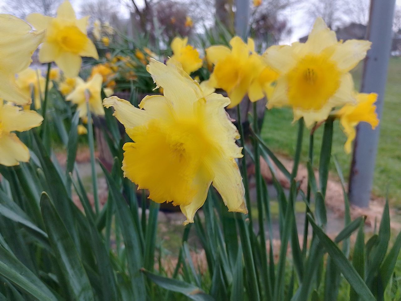 Nokia G21 camera sample