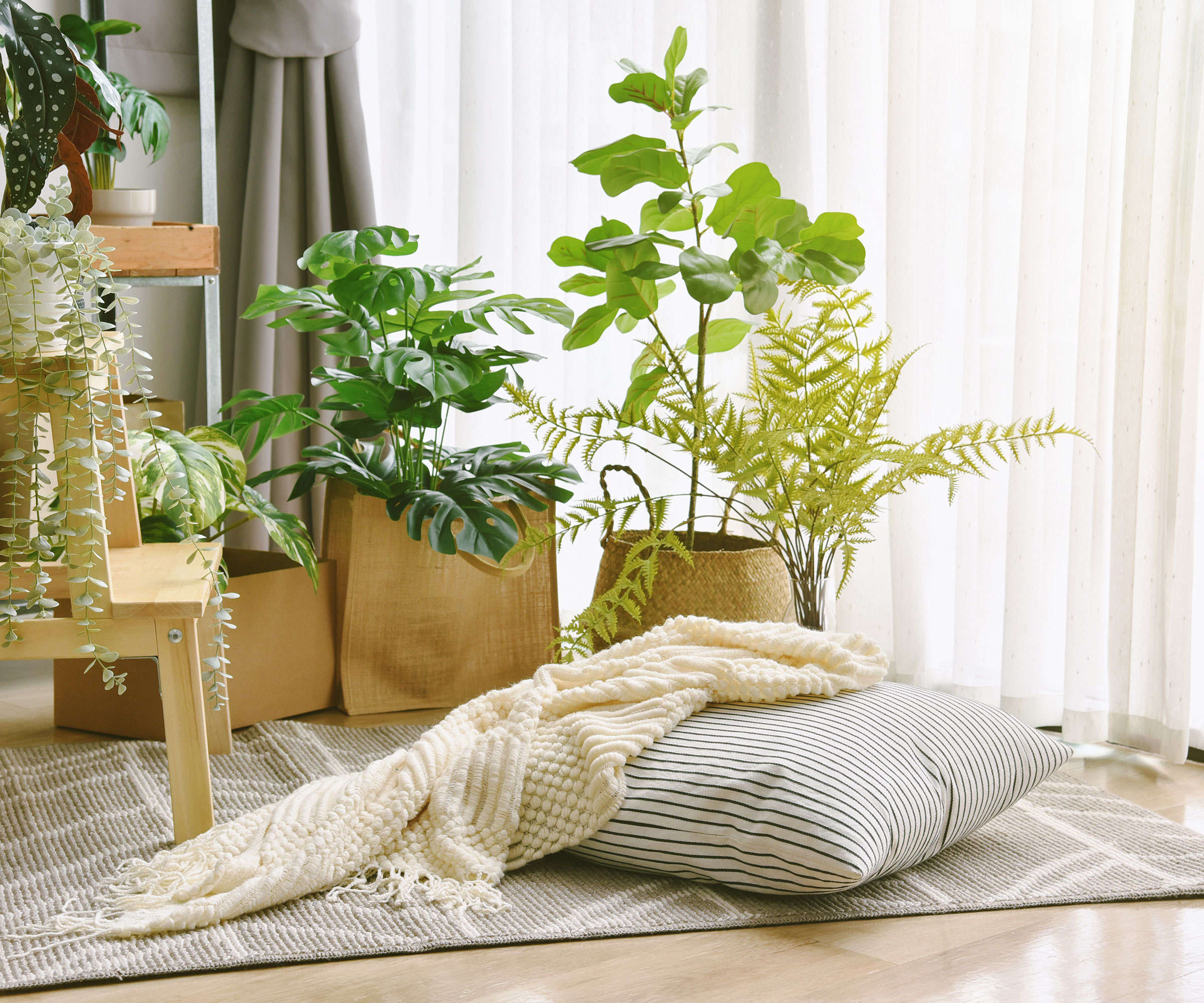 houseplants with throw and cushion in soothing interior near window