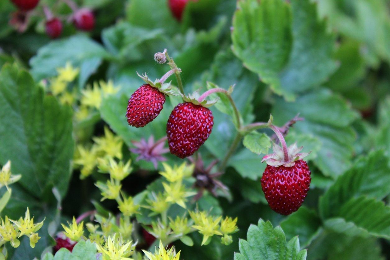 Strawberry Plant