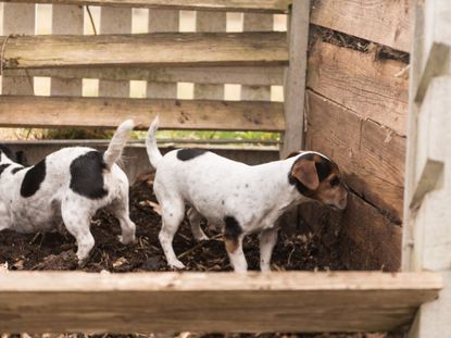 Two Dogs Walking Around Wooden Compost Bin