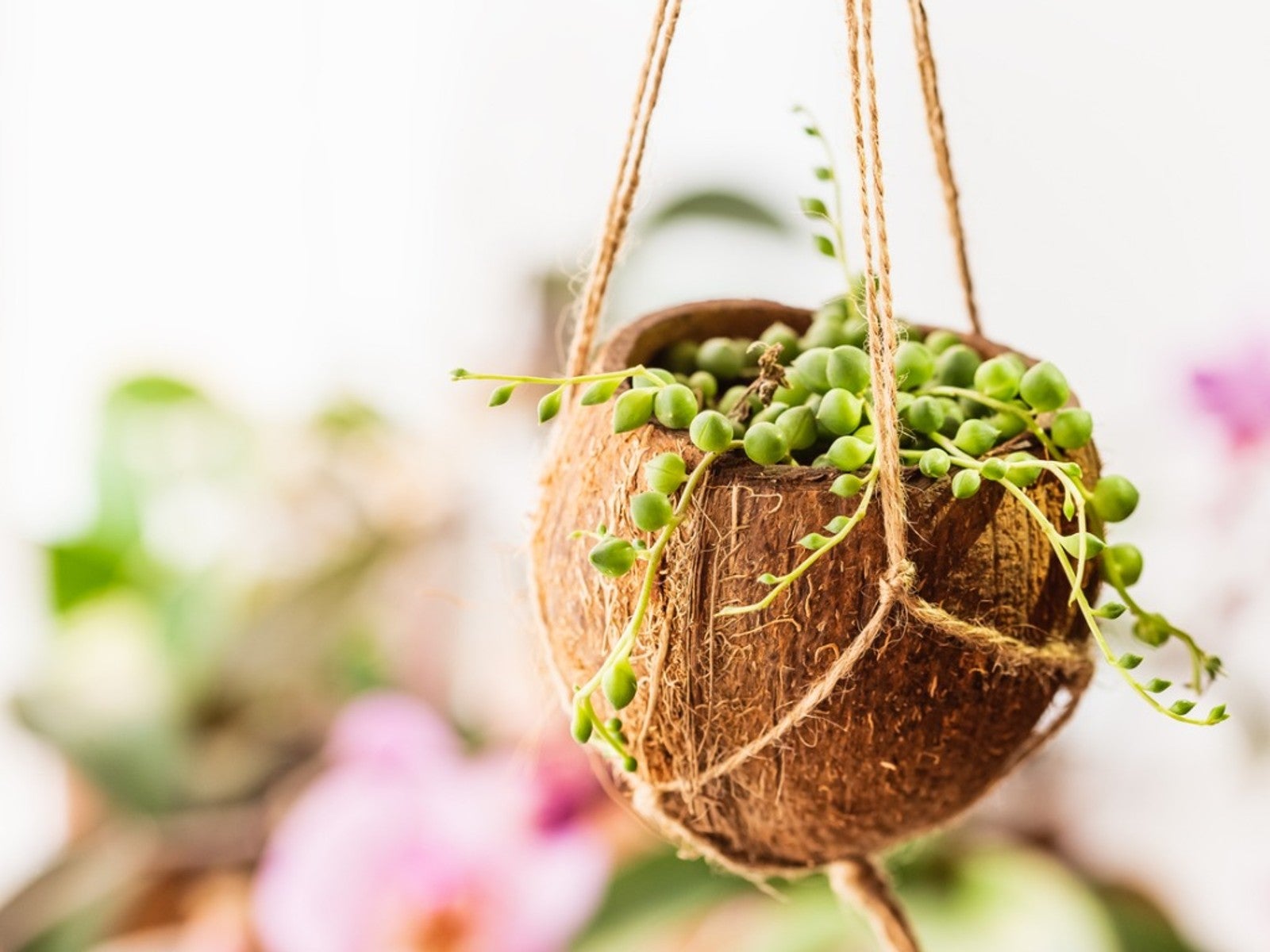 DIY Coconut Shell Plant Hanger - How To Grow Plants In A Coconut Shell