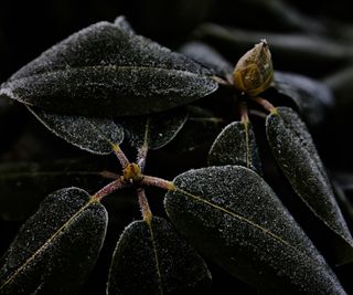 Green leafed rhododendron plant and flower bud covered in frost