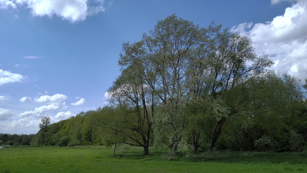 Photo of a tree taken with the Holy Stone Sirius HS900