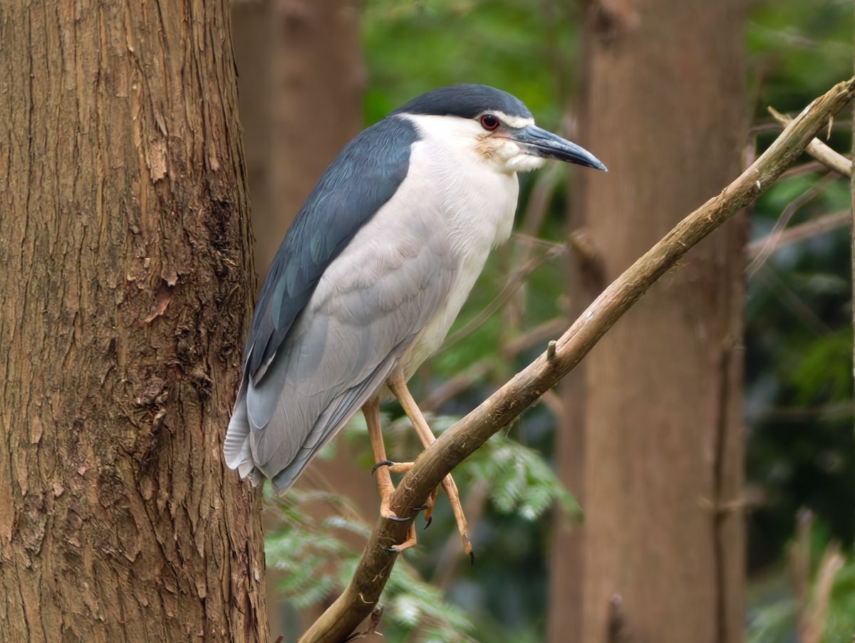 Vivo X500 Pro Max and G2 Ultra 4.7x teleconverter sample gallery: large bird perched in a tree in a nature reserve outside of Shanghai, China