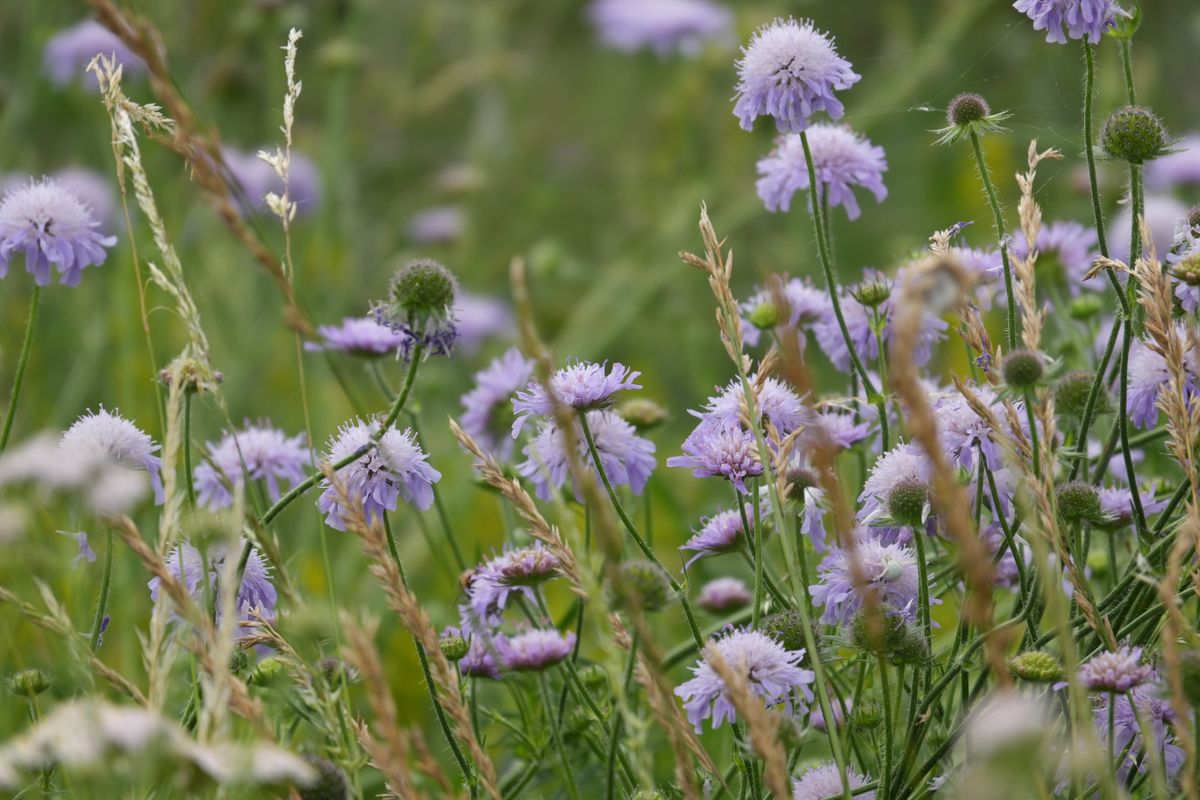 Purple wildflowers and tall grasses growing together in a meadow.