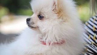 Teacup dog breeds: Teacup Pomeranian Dog