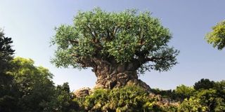 Animal Kingdom at Disney World's Tree of Life