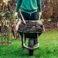 man pushing wheelbarrow of manure in fall garden