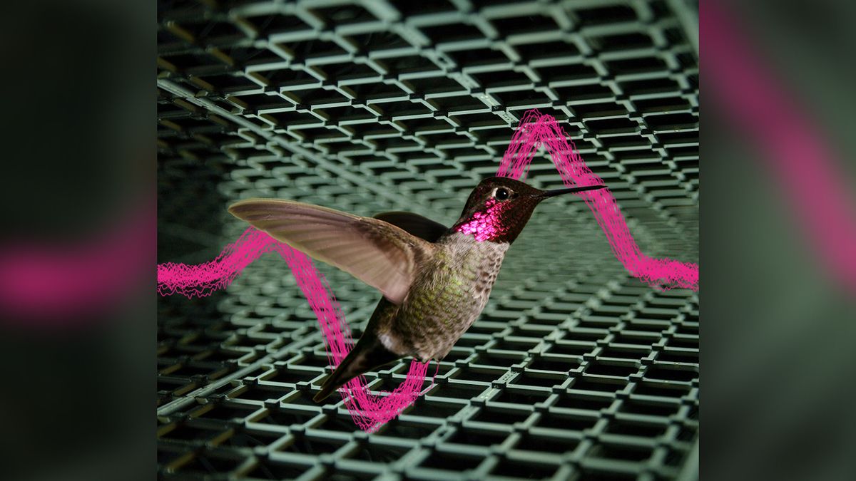 Hum Images Why do hummingbirds 'hum'? | Live Science