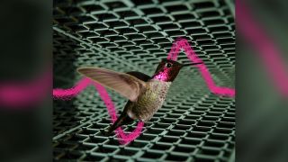 High-speed cameras synched with microphone arrays to capture an acoustic "map" of the birds as they flew.