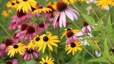 Yellow rudbeckia blooms with pink echinacea blooms in a garden border