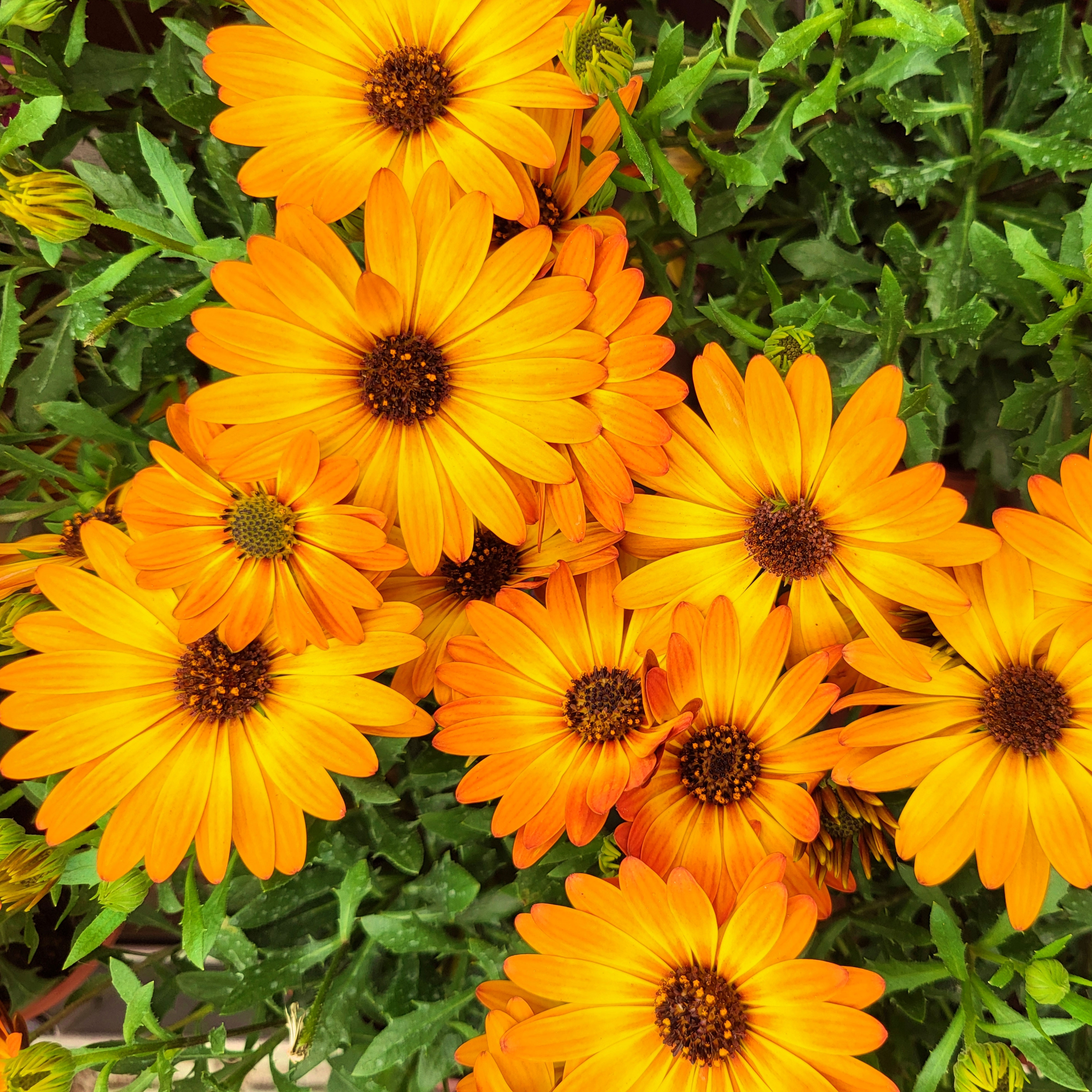 African daisy osteospermum flowers with orange yellow petals