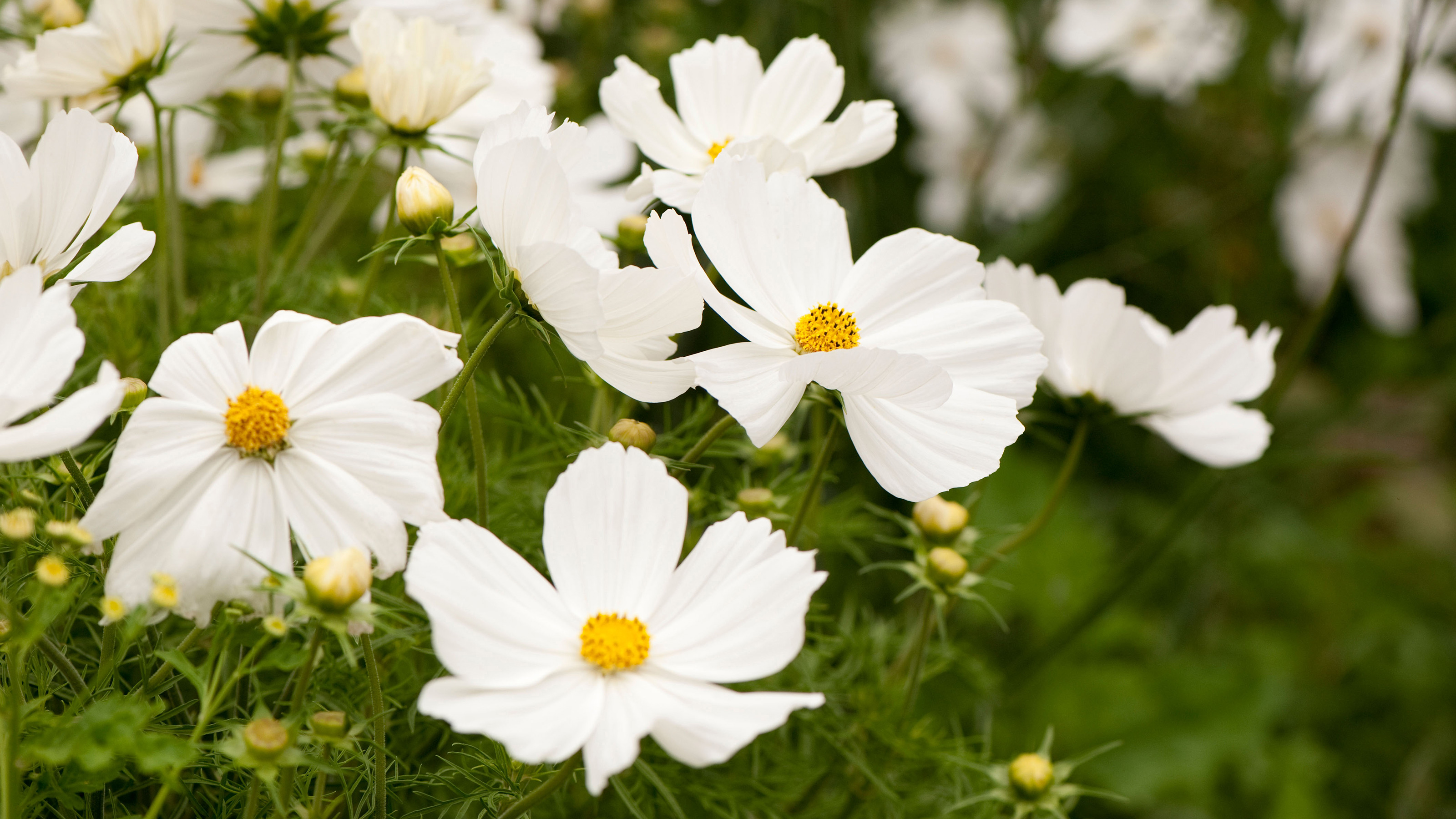 Daisies, white flowers with yellow centers, create a spring or