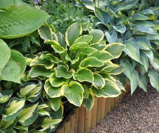 hosta plants growing in raised bed