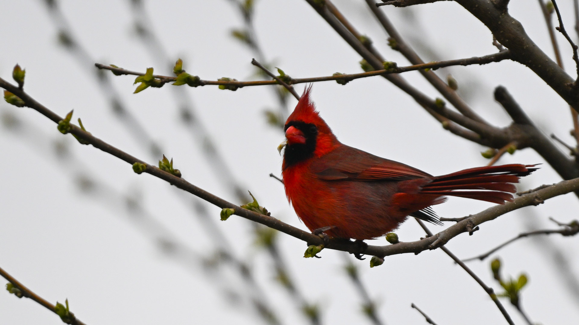 Nokin Z9 Experiential