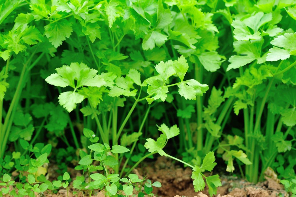 Wild Celery Plants