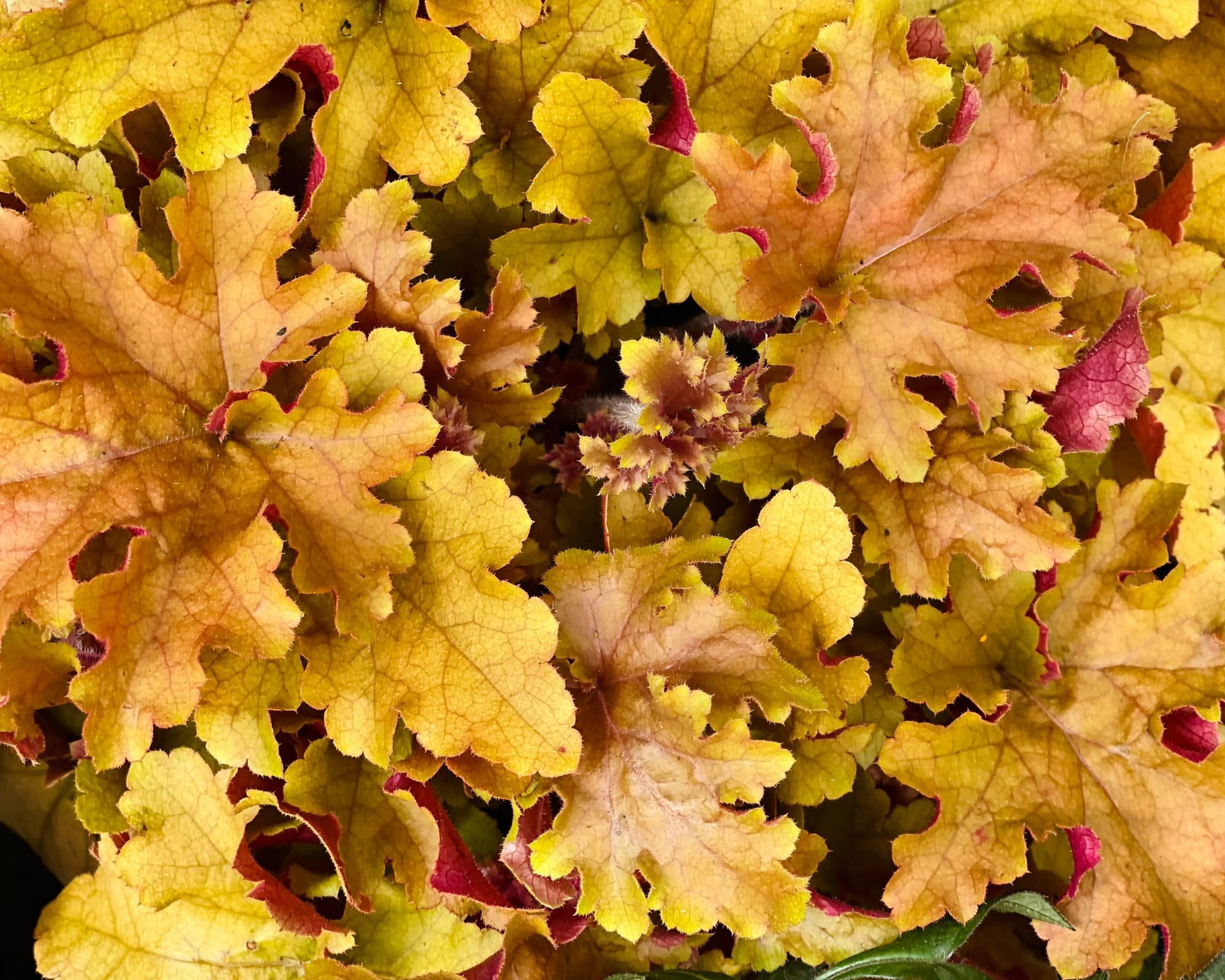 Heuchera Marmalade