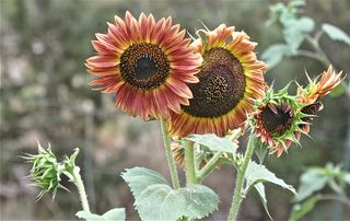 sunflowers are commercially grown for their seeds, of which there are two types