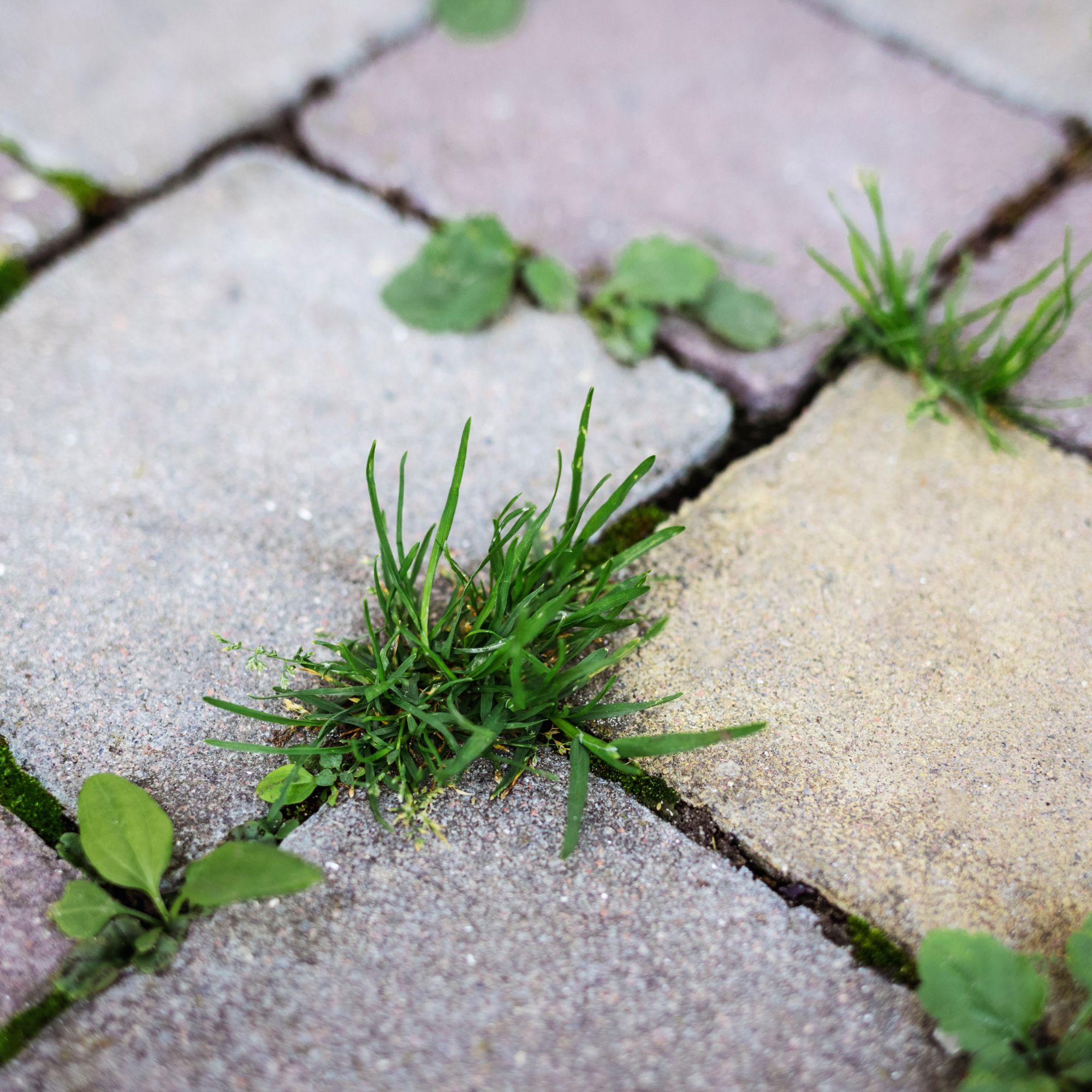 garden weeds in paving