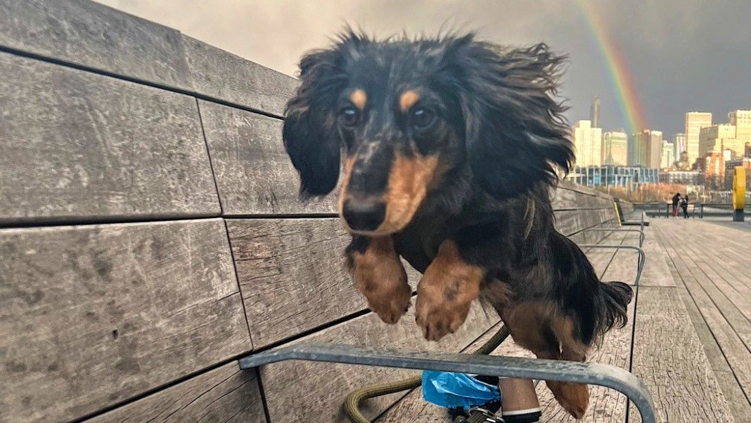 Rigatoni the flying dog jumps over metal frame with rainbow in background