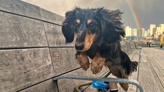 Rigatoni the flying dog jumps over metal frame with rainbow in background