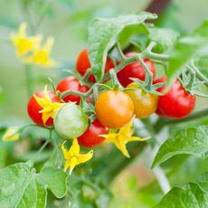 Tomatoes growing on the vine with flowers