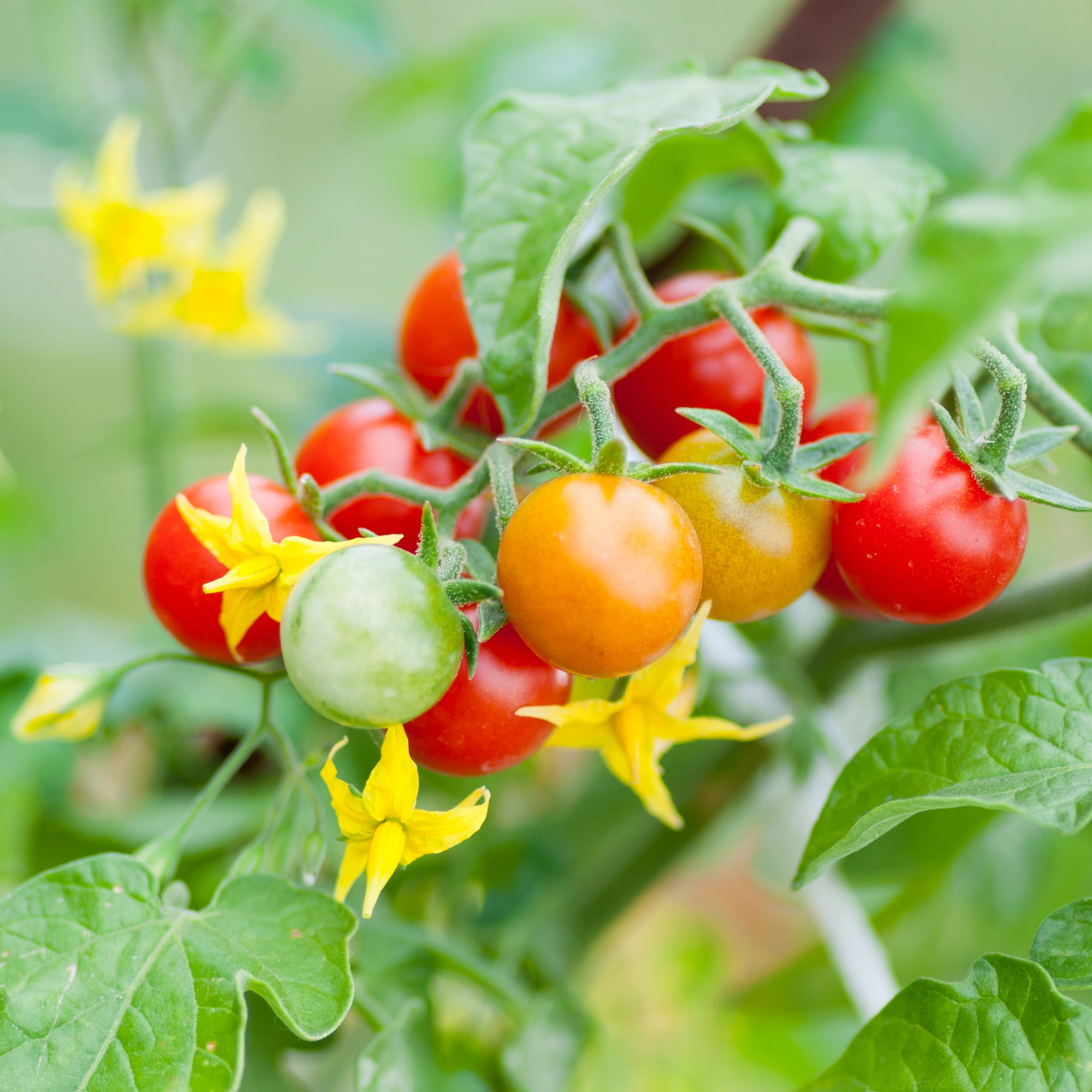 Tomatoes growing on the vine with flowers