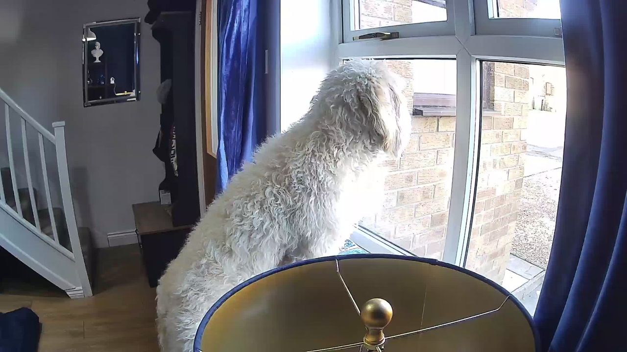 SpotCam Mibo pet camera review