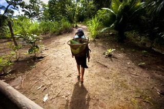 Why rainforests are important: A woman working in a rainforest