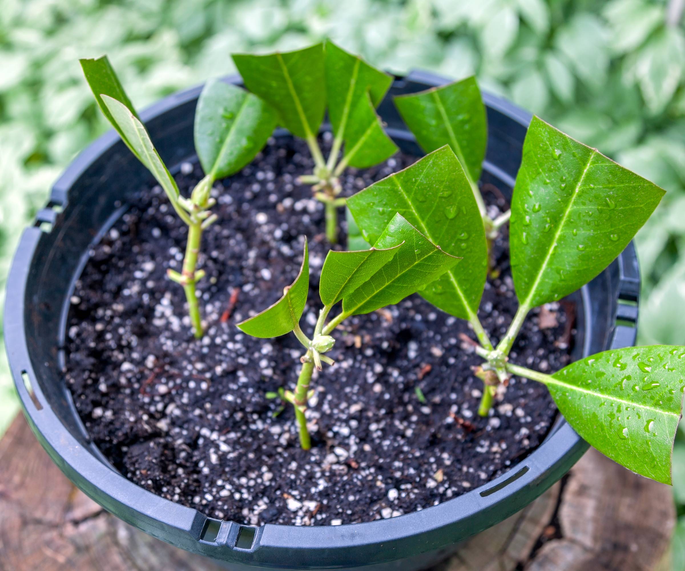 Rhododendron cuttings in a pot