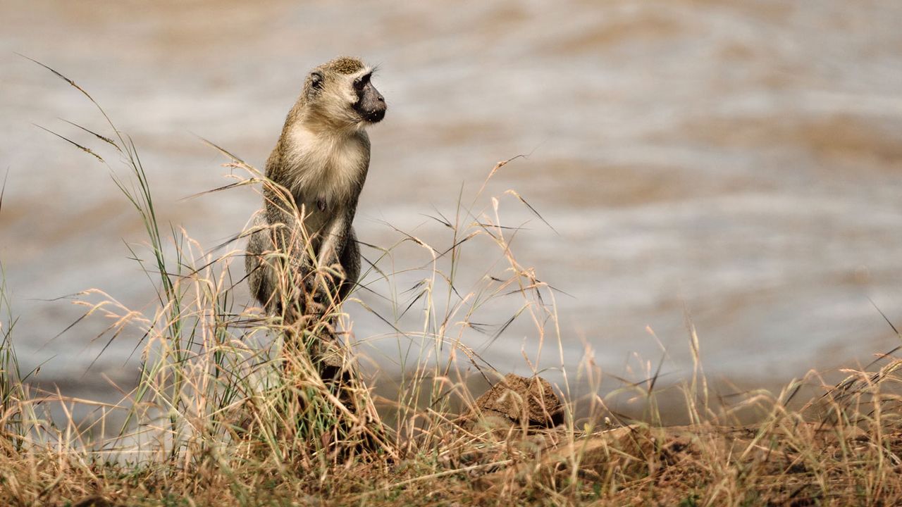 Azura Selous, Tanzania