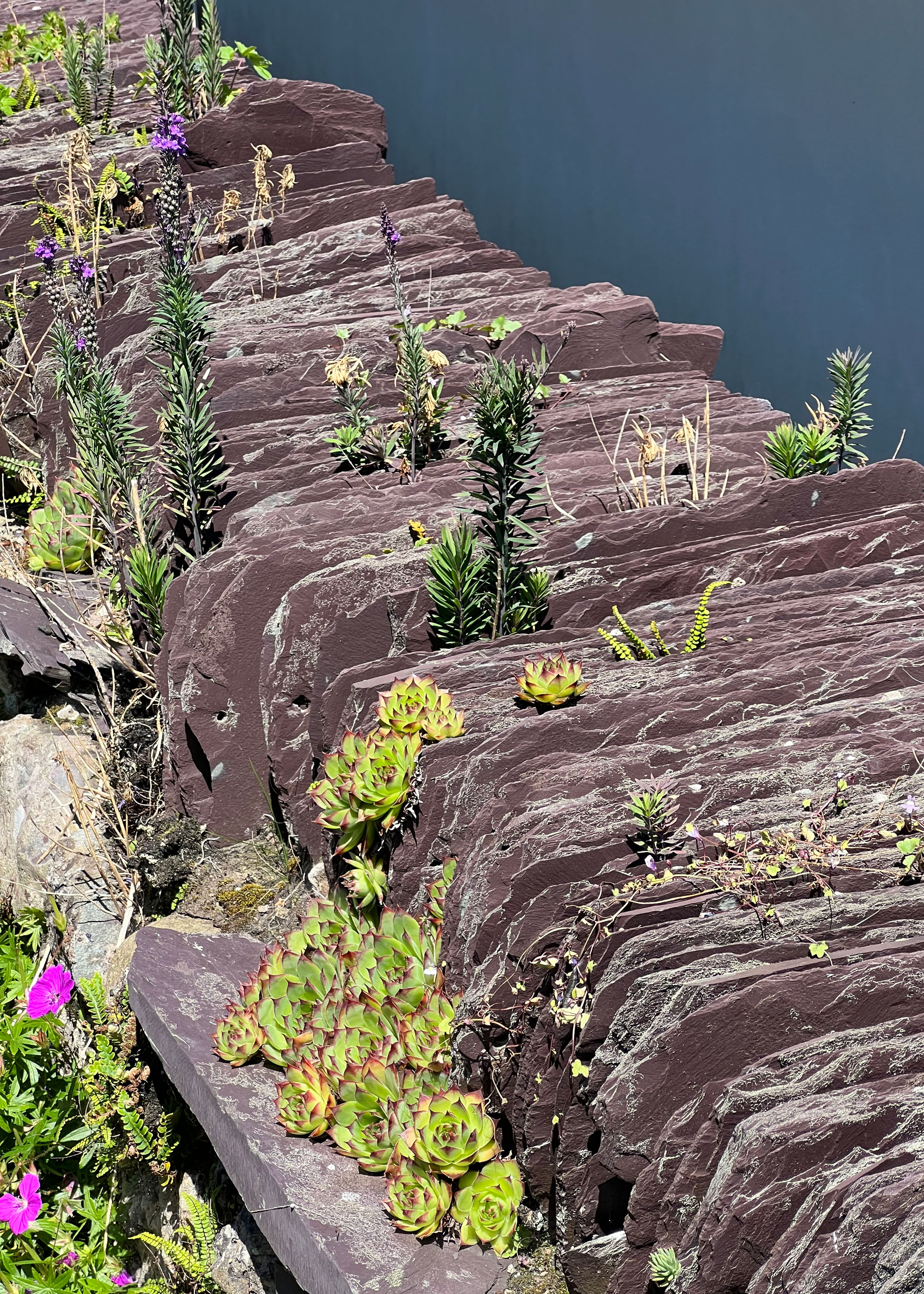 rock garden with succulents and other plants