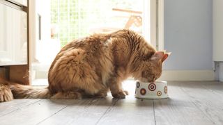 Cat with a tin of the best wet cat food