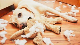 Dog lying on its side on wooden flooring with a chewed up toy and stuffing