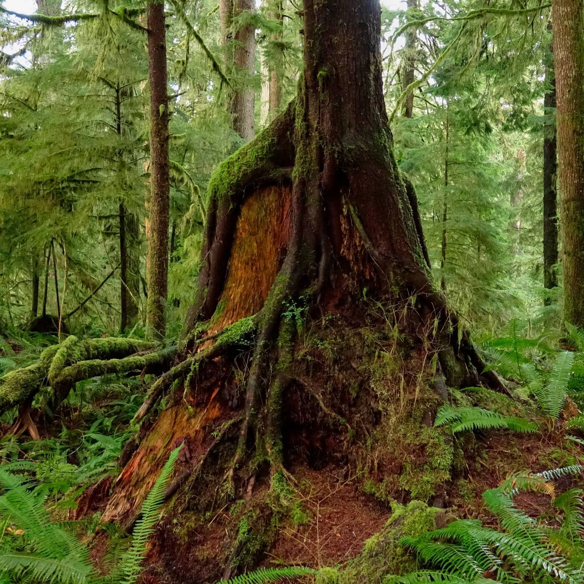 Learn How A Nurse Log Helps New Trees Grow