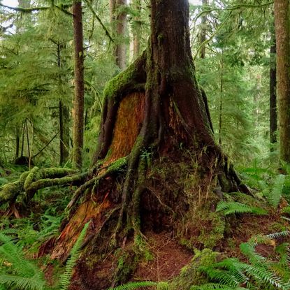 New tree grows from old stump in forest