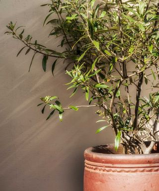 olive tree in pot