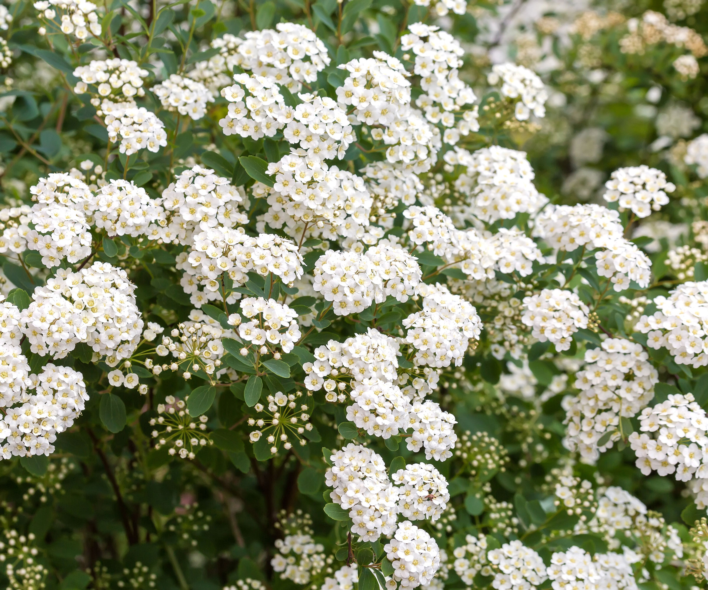 spirea shrub in full bloom with white flower heads