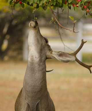 A mature mule deer buck, Odocoileus hemionus, stretches his neck to reach a crabapple tree above his head.