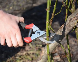 Gardener pruning a rose bush in the garden