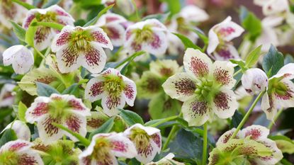 best winter garden plants - hellebores, also known as Christmas roses