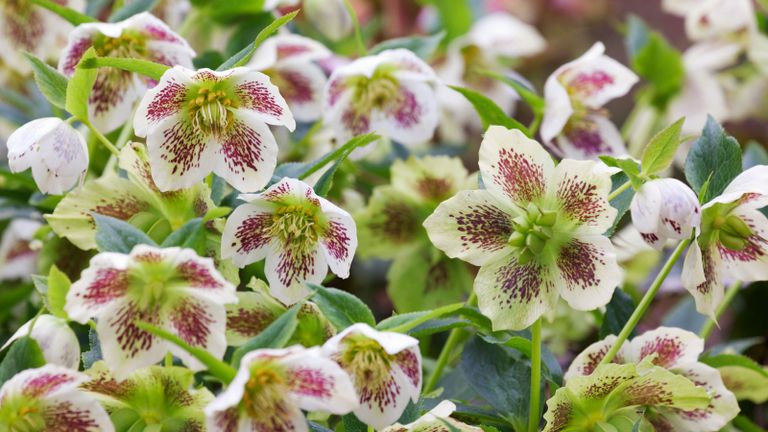 best winter garden plants - hellebores, also known as Christmas roses