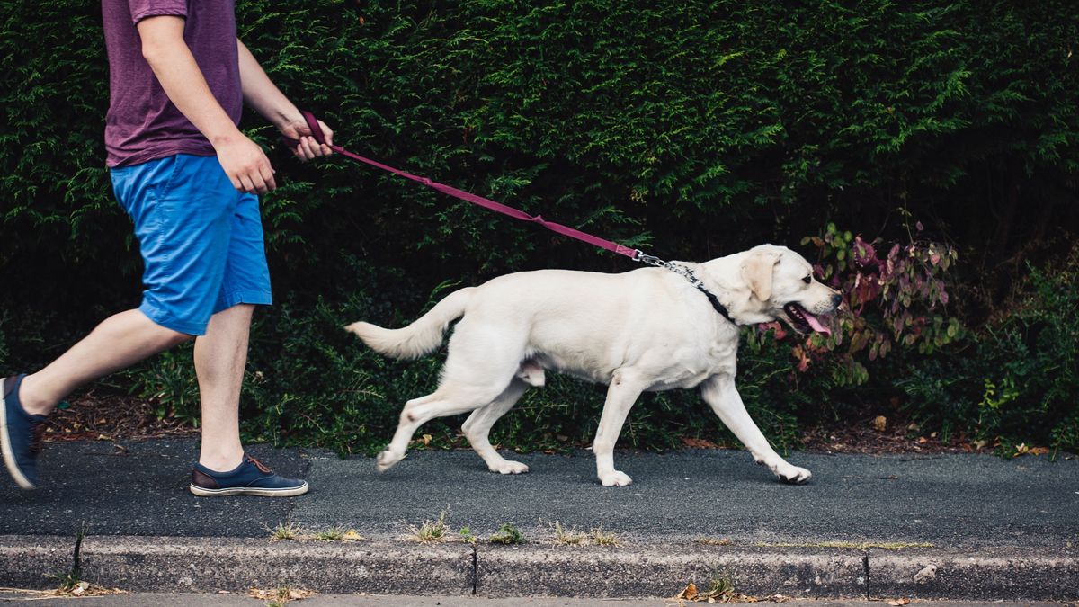 Trainer reveals the secret to stress-free walks with your dog - and it ...