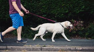 Man walking Labrador on sidewalk