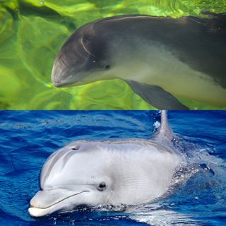 Dolphins have more elongated "beaks" than porpoises. Can you guess which is which here?