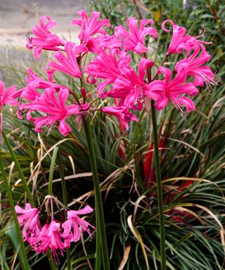 Red-pink flowers of the vigorous, Autumn flowering hybrid South African bulb, Nerine 'Zeal Giant'