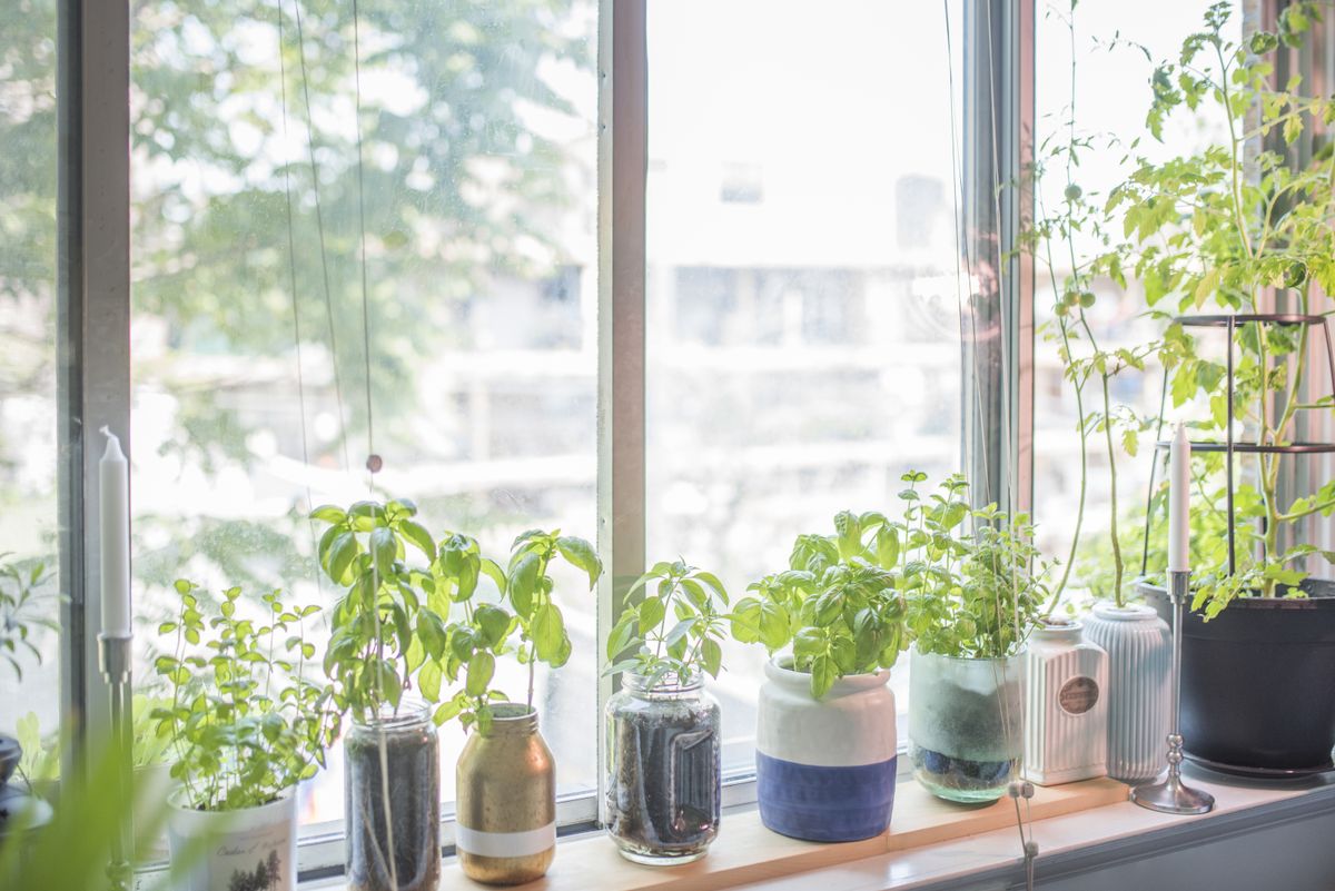 5 ways to make your indoor herb garden produce more – and the one thing to never do