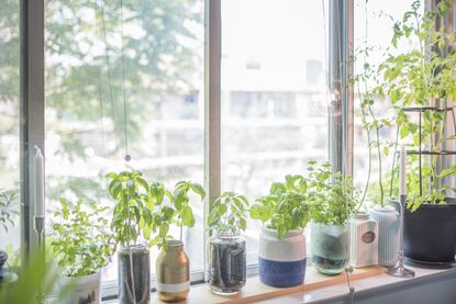 An indoor herb garden in full sun on a window sill