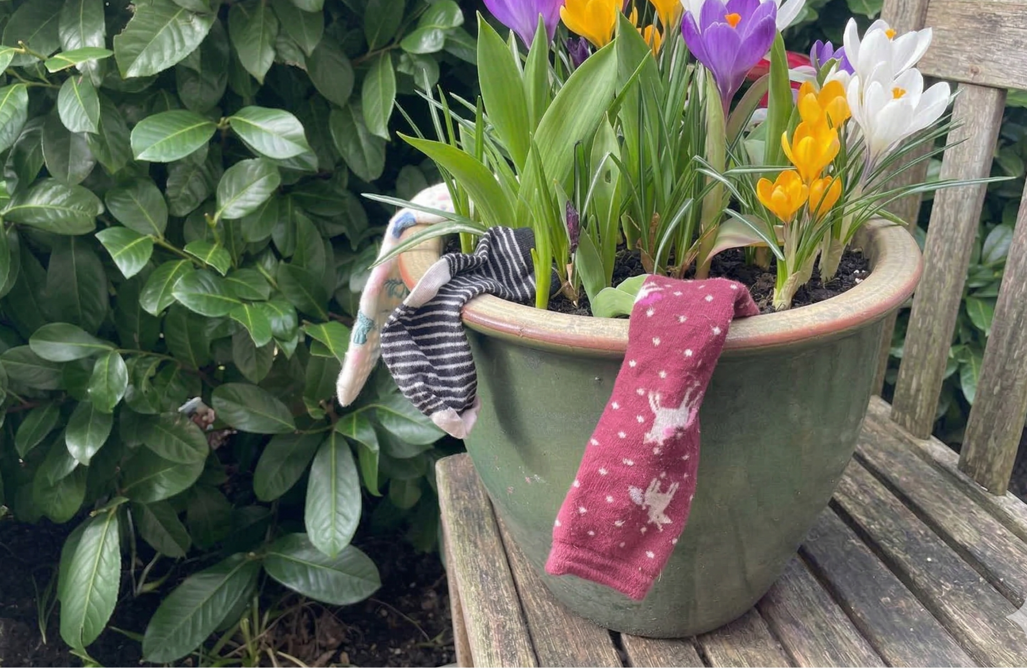 A pot of spring crocuses with spare socks draped over the rim